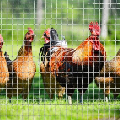 TOOCA Metal Mesh Wire Hot-dip Galvanized Wire Welded Wire Mesh for Vegetable Garden Chicken Coop Rabbit Run - Image 2